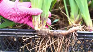 <p>rhizome examples</p>