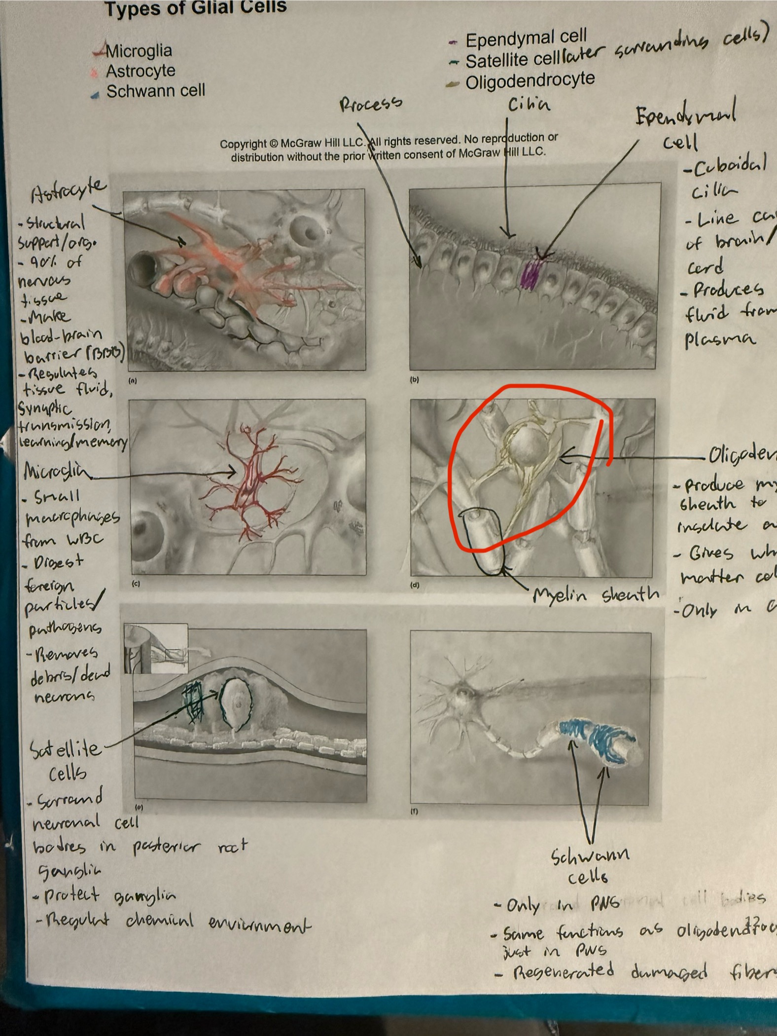 <ul><li><p>Glial cell</p></li><li><p>Creates myelin sheath around axon of CNS</p></li><li><p>Can myeline multiple axons at once, covered every single axon in CNS</p></li><li><p>Causes white appearance of white matter&nbsp;</p></li></ul><ul><li><p>Speeds up electrical signaling&nbsp;</p></li></ul><p></p>