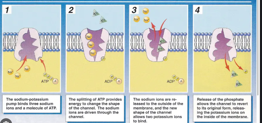 <p>Sodium-Potassium Pump</p>