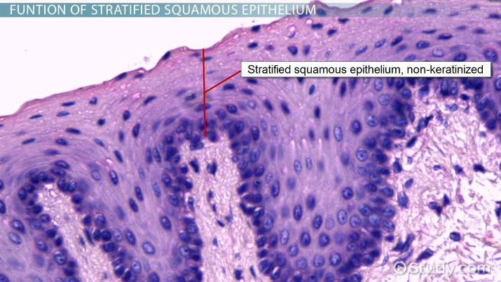 <p>stratified epithelium</p>