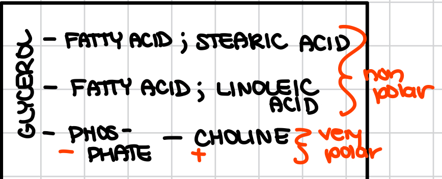 <p>What molecule is this?</p>