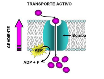 <p>• Uses energy in the form of ATP</p><ul><li><p>against electrochemical gradient</p></li></ul><p>• e.g. Na+ - K+ pump</p>