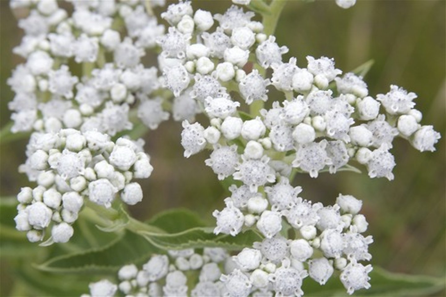 <p>An agent that proved effective in controlling attacks of malaria, which had previously decimated Europeans in the tropics.</p>