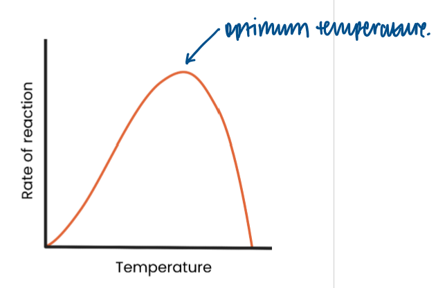 <ul><li><p>as temperature increases to optimum, rate of reaction increases </p></li><li><p>→ more kinetic energy</p></li><li><p>→ so more enzyme-substrate complexes form </p></li><li><p>as temperature exceeds optimum, rate of reaction decreases</p></li><li><p>→ enzymes denature - tertiary structure and active site changes shape</p></li><li><p>→ as hydrogen bonds / ionic bonds break </p></li><li><p>→ so active site no longer complementary</p></li><li><p>→ so fewer enzyme-substrate complexes form</p></li></ul><p></p>