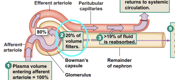 <p>From the total blood entering the afferent capillary, initially 20% is filtered into the nephron. As it passes through the distal tubules, 19% is reabsorbed, leaving only 1% of that initial blood being excreted in the urine. >99% of plasma is reabsorbed (returned to systemic circulation)</p>