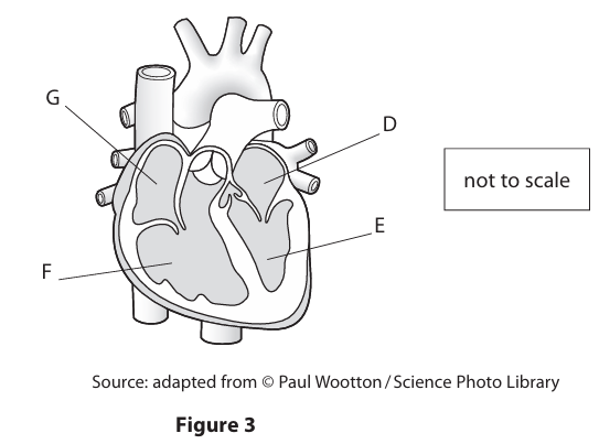 <p>Figure 3 shows the structure of a human heart and associated blood vessels, seen from the front.</p><p>Draw an arrow on Figure 3 to show the direction of blood flow through the left side of the heart. (1)</p>