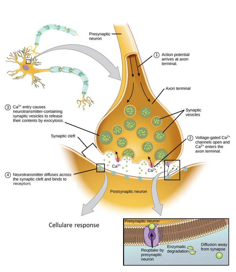 <p>1) <strong>Actiepotentiaal </strong>bereikt axonuiteinde waar NT zijn opgeslagen in synaptische vesikels</p><p>2) Spanningsgevoelige <strong>Ca<sup>2</sup>+</strong> kanalen openen → Ca<sup>2</sup>+ <strong>influx </strong>in axonuiteinde</p><p>3) Docking van synaptische vesikels & <strong>vrijstelling NT </strong>inhoud</p><p>4) NT komen vrij in synaptische kloof & activeert receptoren → <strong>respons in postsynaptische cel</strong></p><p>5) Signaal stopgezet door <strong>enzymatische afbraak</strong> en/of <strong>heropname </strong>van NT in presynaptische axonuiteinde</p>