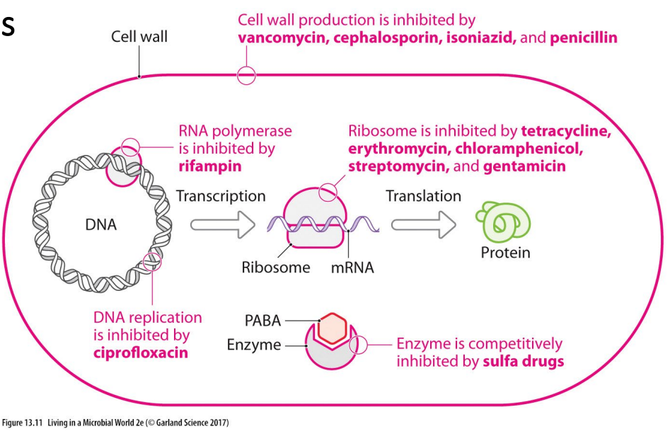 <p>Antibiotics interfere with specific bacterial structures or enzymes</p>