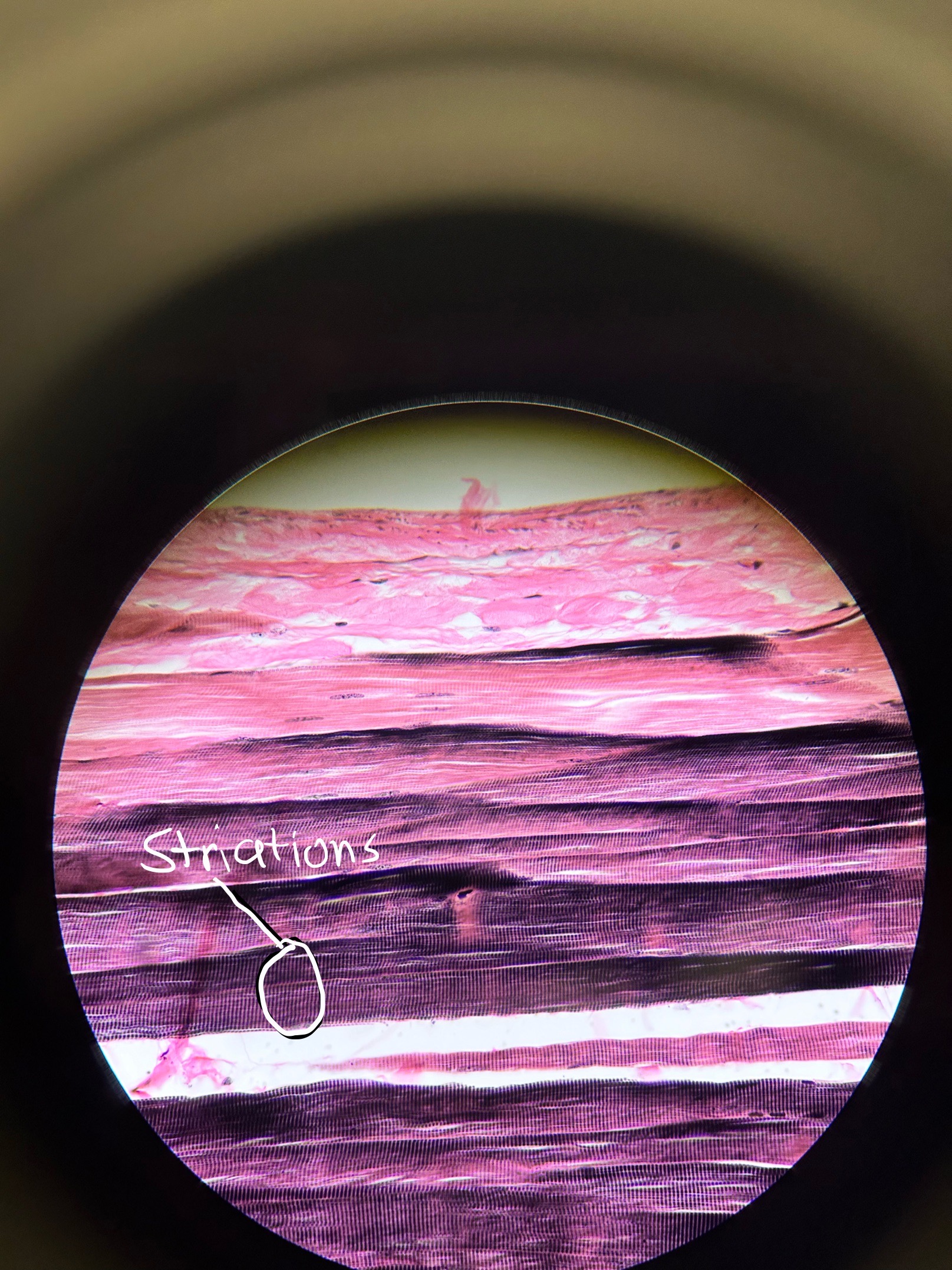 <p>Where would you find Skeletal Muscle and what does it do?</p>