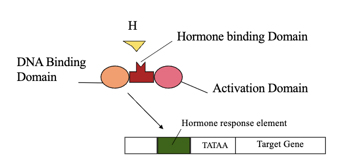 <ol><li><p>Hormone Binding Domain</p></li><li><p>DNA Binding Domain</p></li><li><p>Activation Domain</p></li></ol><p></p>