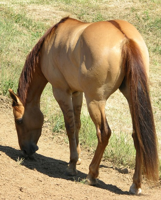 <p>What breed (pattern) is this horse?</p>