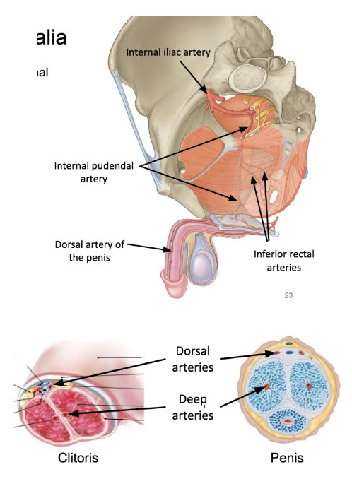 <ul><li><p><span style="background-color: transparent;"><u><span>internal pudendal artery</span></u><span> - branch from internal iliac artery</span></span></p><ul><li><p><span style="background-color: transparent;"><span>main artery of perineum and external genitalia, also rectum</span></span></p></li><li><p><span style="background-color: transparent;"><u><span>inferior rectal arteries</span></u></span></p></li><li><p><span style="background-color: transparent;"><u><span>dorsal arteries of the penis/clitoris</span></u></span></p></li><li><p><span style="background-color: transparent;"><u><span>deep arteries of the penis/clitoris</span></u></span></p></li></ul></li></ul><p></p>