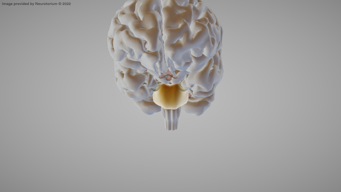 <p>A part of the brainstem involved in motor control and sensory analysis.</p>