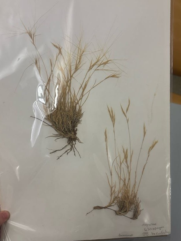 <p>Eragrosteae - Scleropogon brevifolius - burrograss </p>