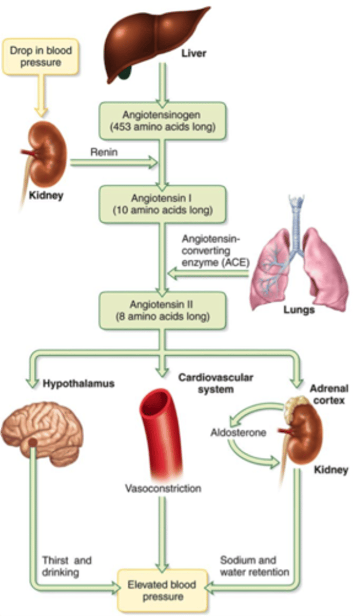 <p>Hormone secreted by the kidney; raises blood pressure</p>