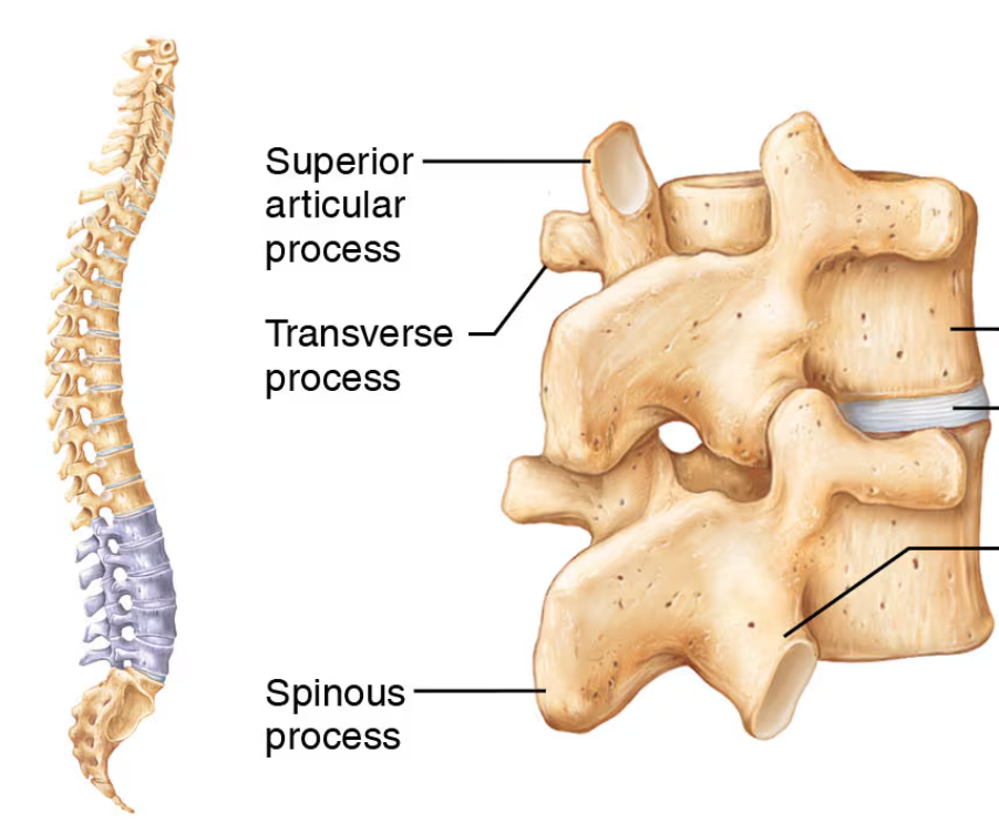 <p>What part of the spine is this?</p>