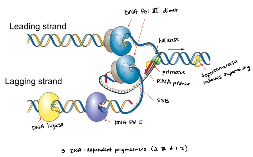 <p>composed of leading strand, lagging strand, DNA polymerases, DNA ligase, primase, RNA primers, DNA helicase, and topoisomerase</p>