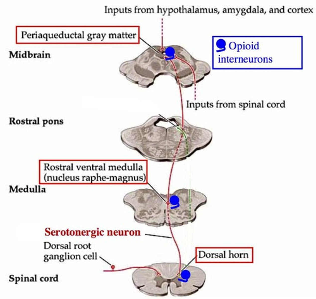 <p>Descending modulation of pain</p>