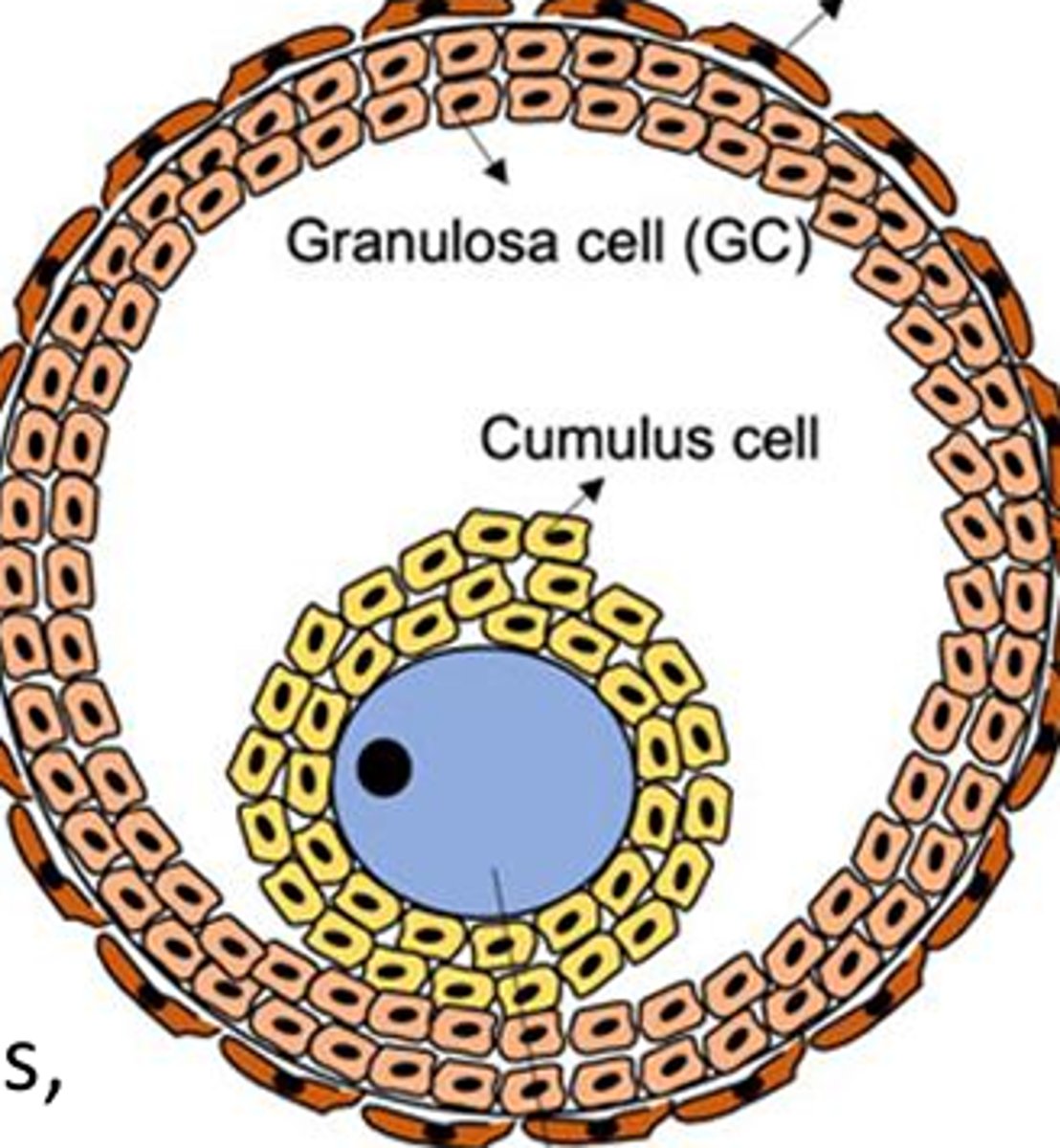 <p>antral follicles, or tertiary follicles, are also called ______ follicles</p>