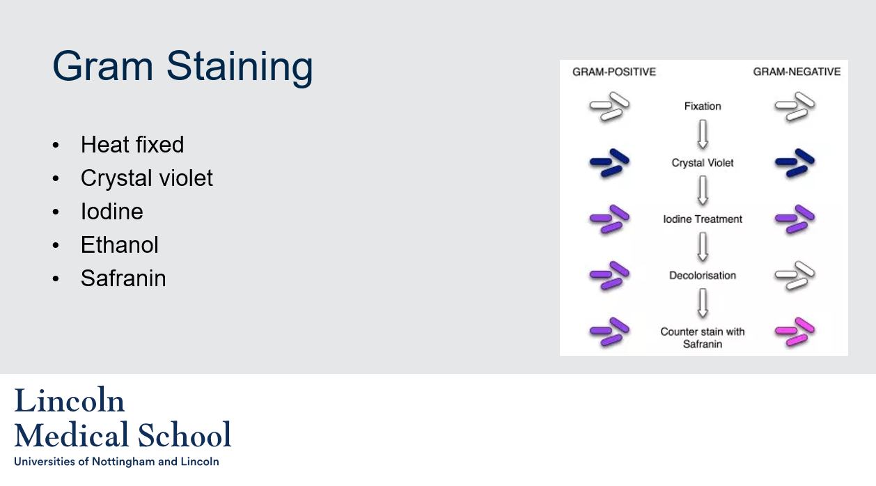 <p>Gram staining involves the following steps:</p><ol><li><p>Heat fixing: The bacterial sample is heat-fixed onto a glass slide to attach the cells to the slide and kill the bacteria.</p></li><li><p>Crystal violet: The slide is flooded with crystal violet, which stains all cells purple.</p></li><li><p>Iodine: Iodine is added to the slide, which acts as a mordant and fixes the crystal violet in the cells.</p></li><li><p>Ethanol: The slide is washed with ethanol, which acts as a decolorizing agent. In Gram-negative bacteria, the outer membrane is dissolved by the ethanol, allowing the crystal violet to be washed out. In Gram-positive bacteria, the thick peptidoglycan layer retains the crystal violet, and the bacteria remain purple.</p></li><li><p>Safranin: Finally, the slide is stained with safranin, which stains Gram-negative bacteria pink or red, while Gram-positive bacteria remain purple.</p></li></ol>