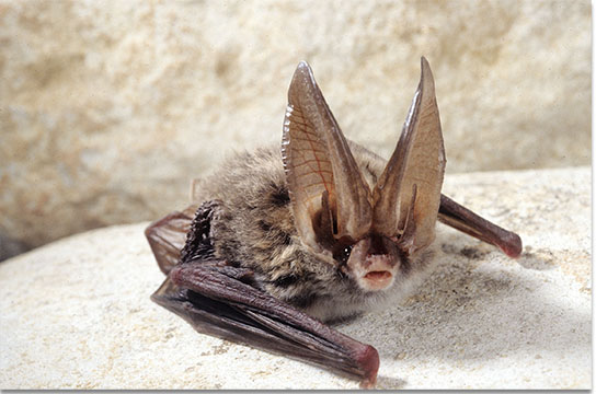 <p>Rafinesque’s Big-Eared Bat</p>