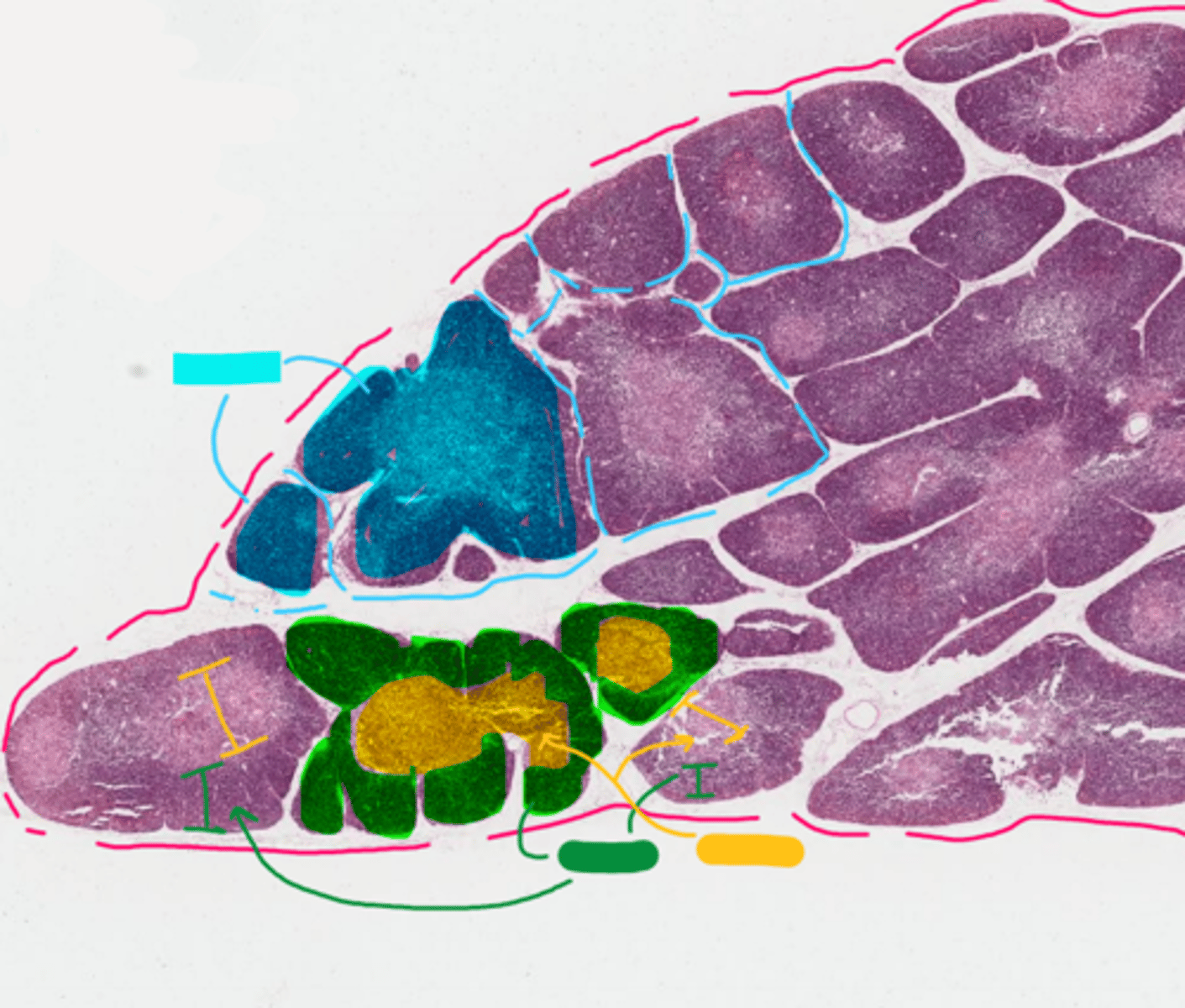 <p>blue CT between lobules</p>