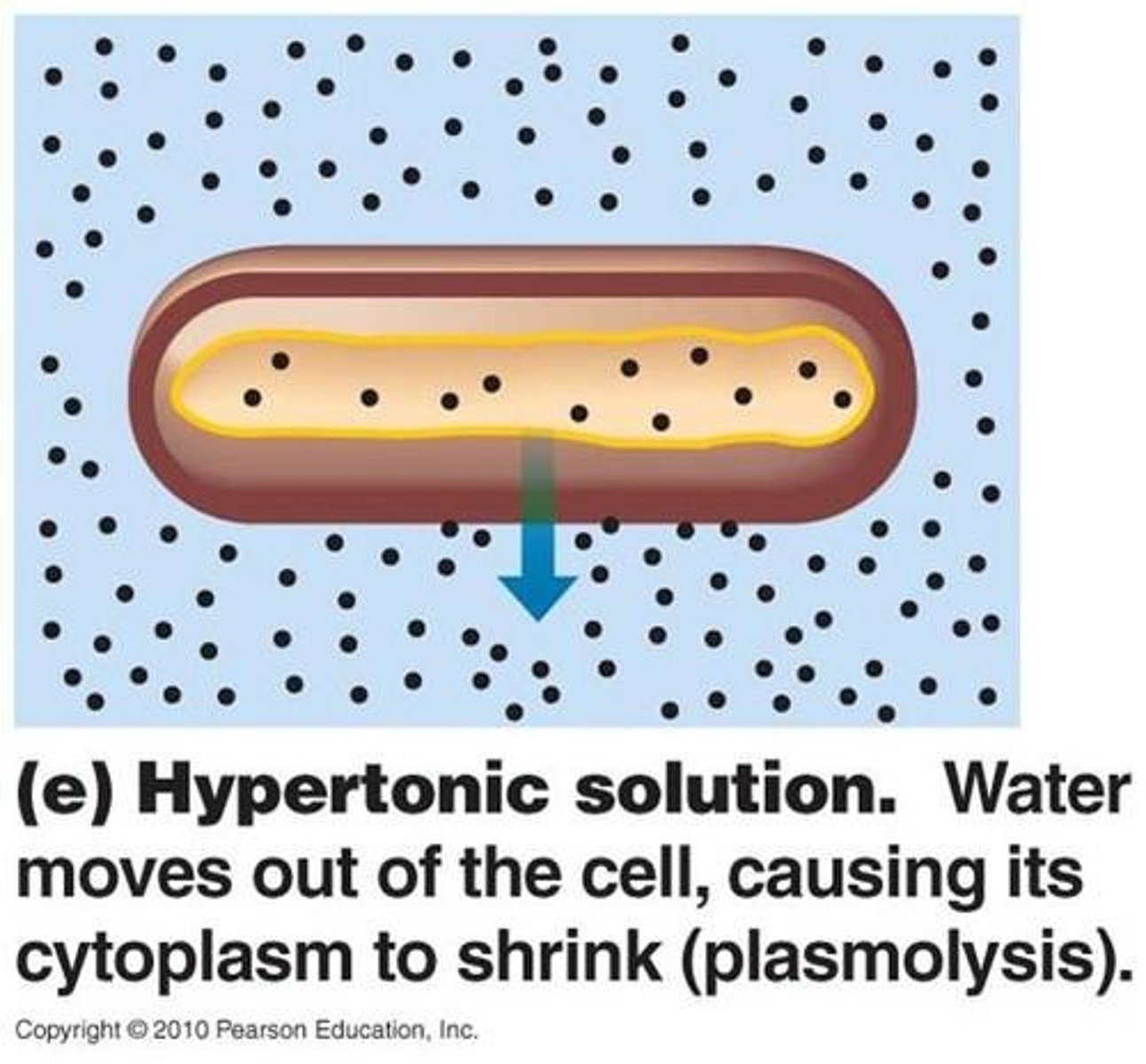 <p>solute concentration is greater than that inside the cell, cell loses water</p>