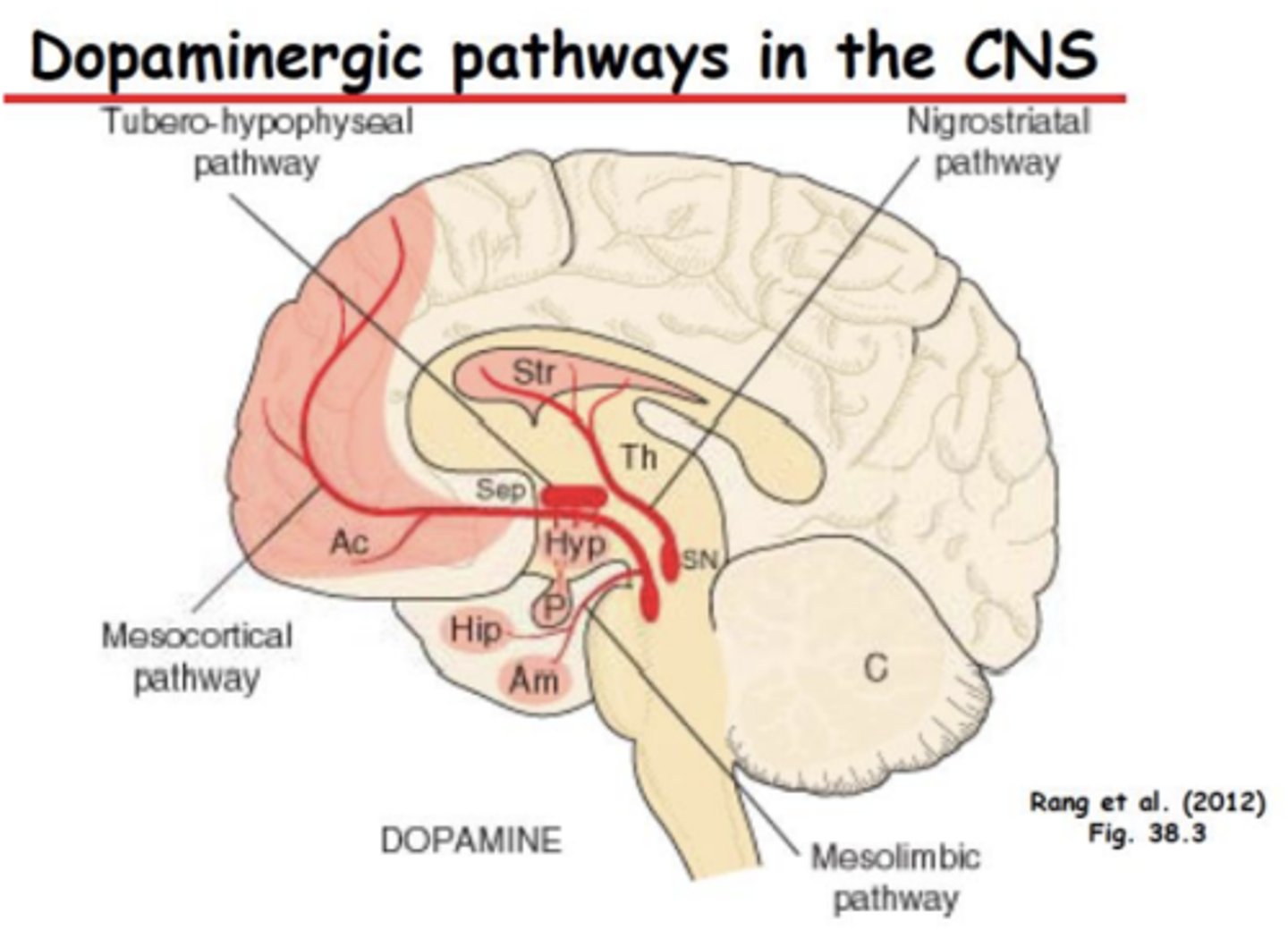 <p>– Increase in DA causes positive symptoms</p><p>– Positive symptoms include disorganized thought, hallucinations</p>