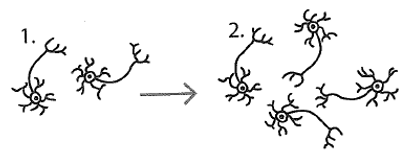 <p><u><span>Proliferation</span></u></p>