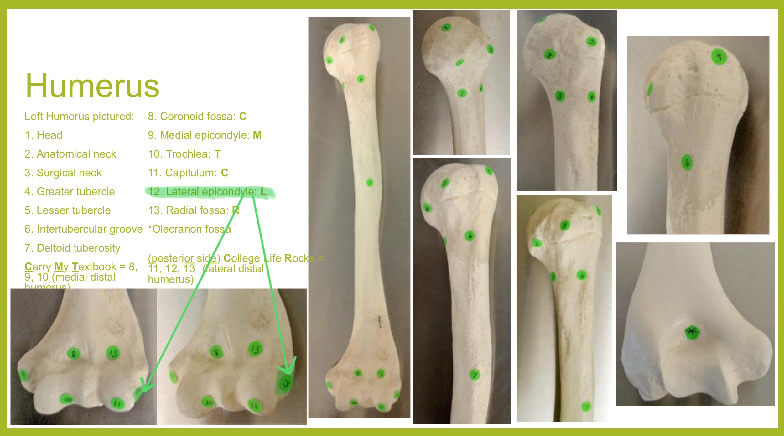 <p>lateral epicondyle of humerus</p>