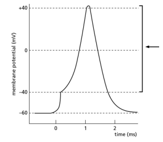 <p>Figure Q12-55 illustrates changes in membrane potential during the formation of an action potential. What membrane characteristic or measurement used to study action potentials is indicated by the arrow?</p><p>(a) effect of a depolarizing stimulus </p><p>(b) resting membrane potential </p><p>(c) threshold potential </p><p>(d) action potential</p>