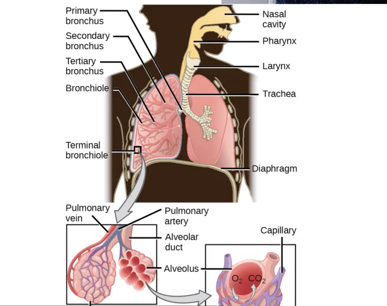 <p>Mouth and Throat.</p><p>Air moves anteriorly in through the larynx and enters the trachea.</p>