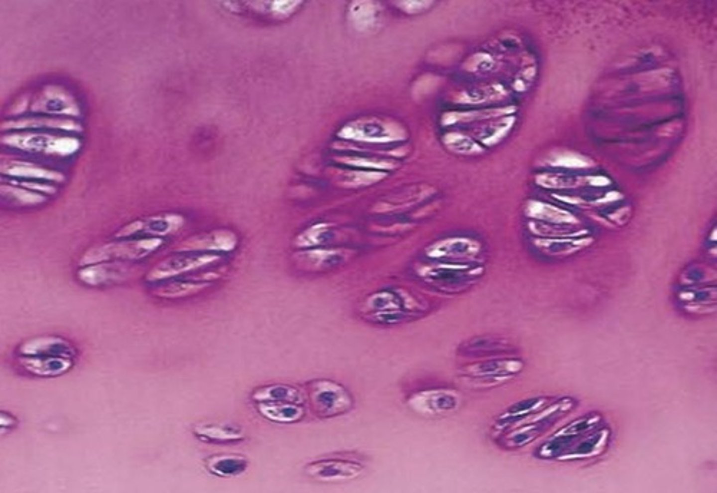 <p>Identify this specific tissue type.</p>