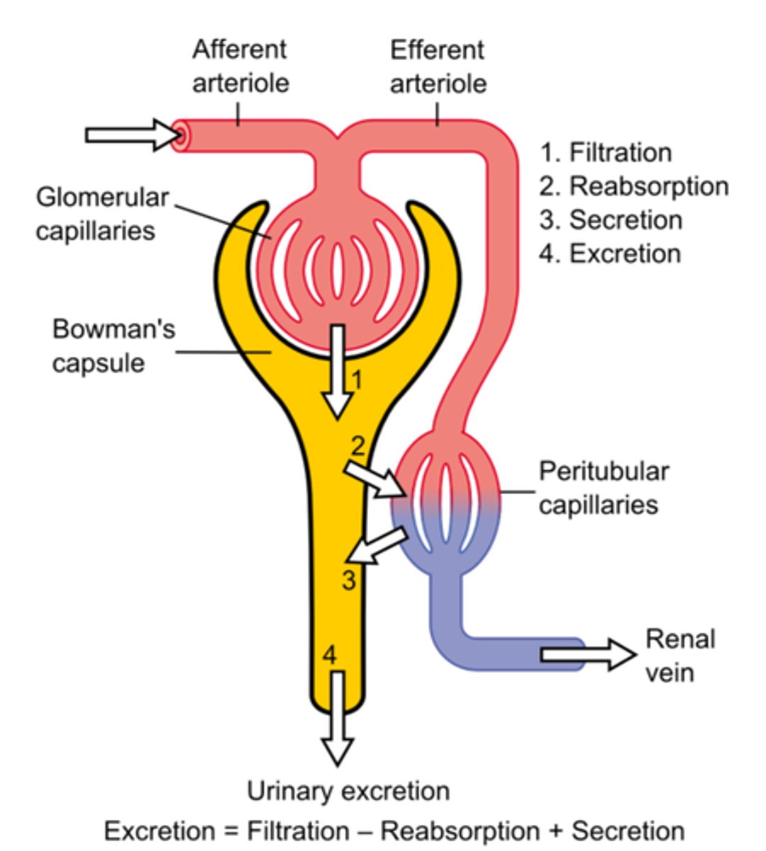 <p>secretion= more things put into urine via transporters</p><p>reabsorption= things enter back into bloodstream</p>