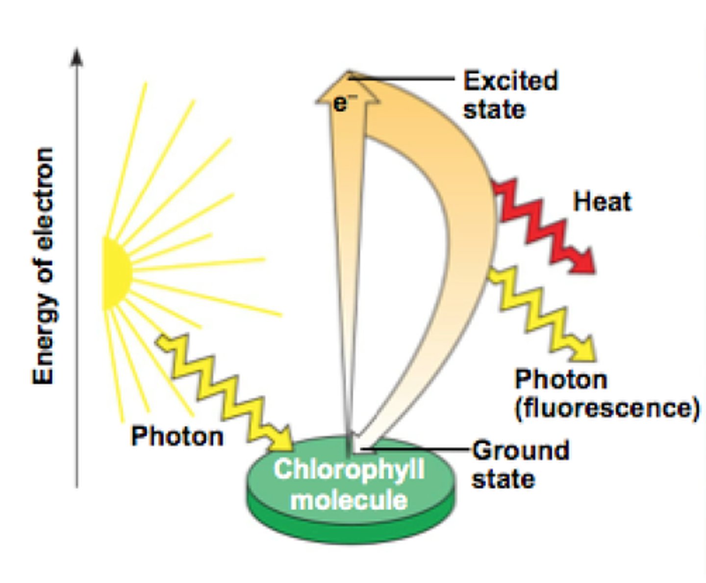 <p>When chlorophyll absorbs photons - the energy "excites" 2 of its e-</p><p>--&gt;&gt; causes the 2e- to jump to a higher energy level than normal (HEe-)</p><p>- these 2HEe- can either:</p><p>-&gt; fall back to their normal state (which just releases the energy)</p><p>-&gt; take part in a redox reaction</p>