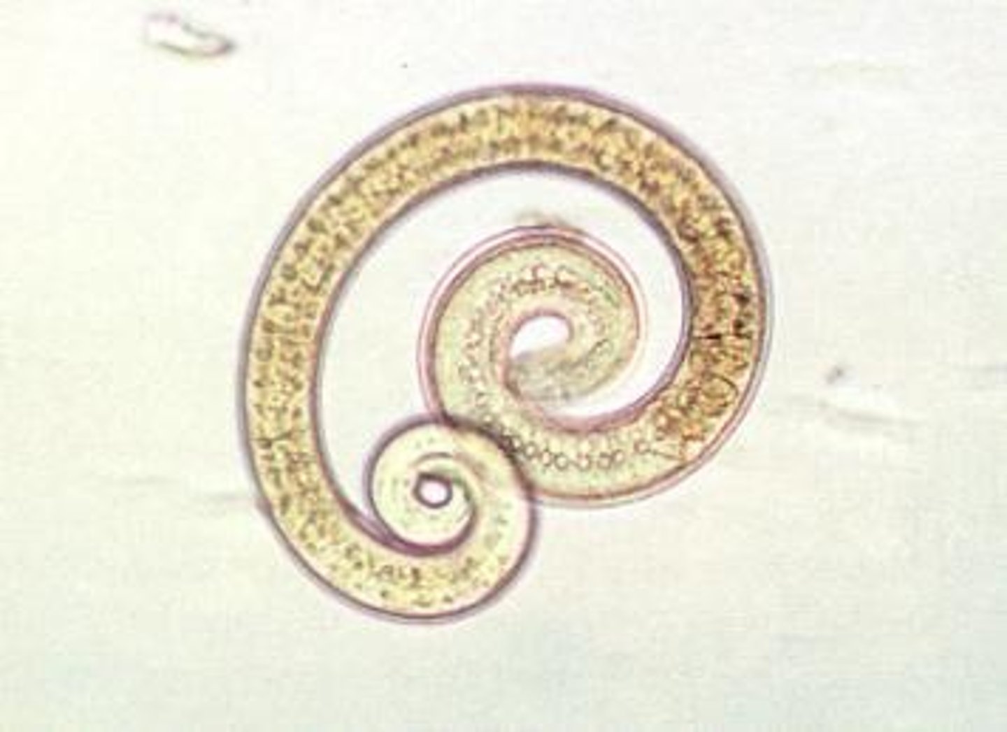 <p>Female: 3.5x0.06mm</p><p>Male: 1.5x0.04mm</p>