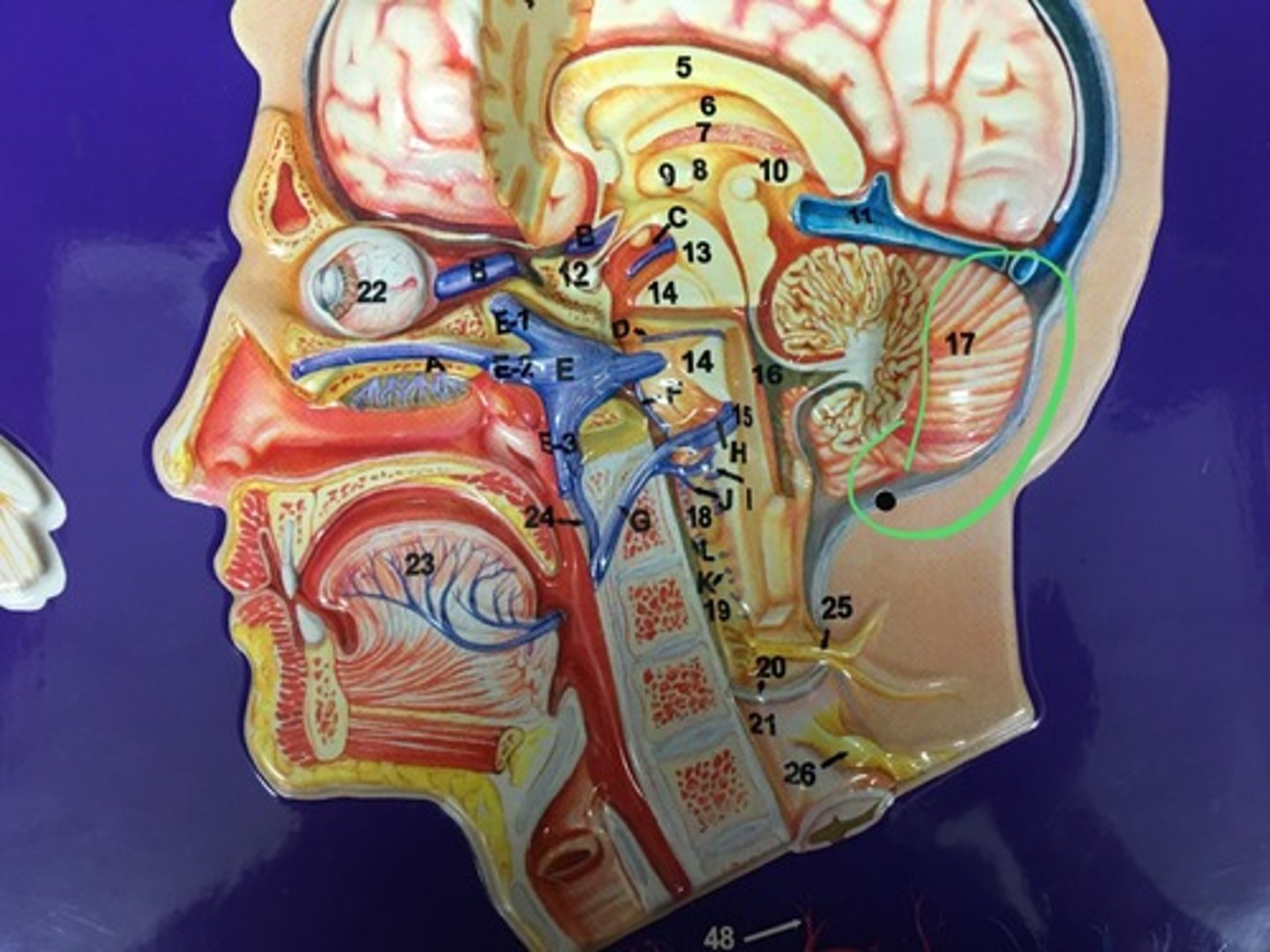 knowt flashcard image