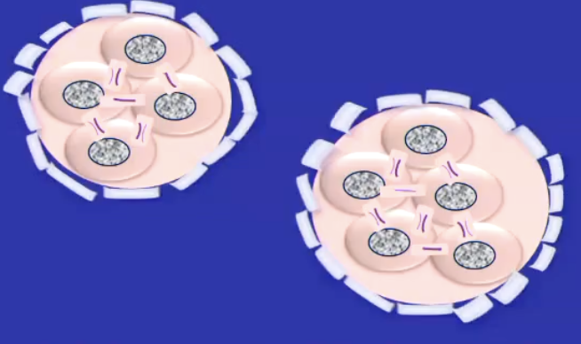 <p>Clusters of interconnected oogonia that share cytoplasmic bridges due to <strong><span>incomplete cytokinesis</span></strong>.</p><p><strong><span>Cytoplasmic bridges:</span></strong><span> communication and sharing of resources</span>, coordinating germ cell development.</p>