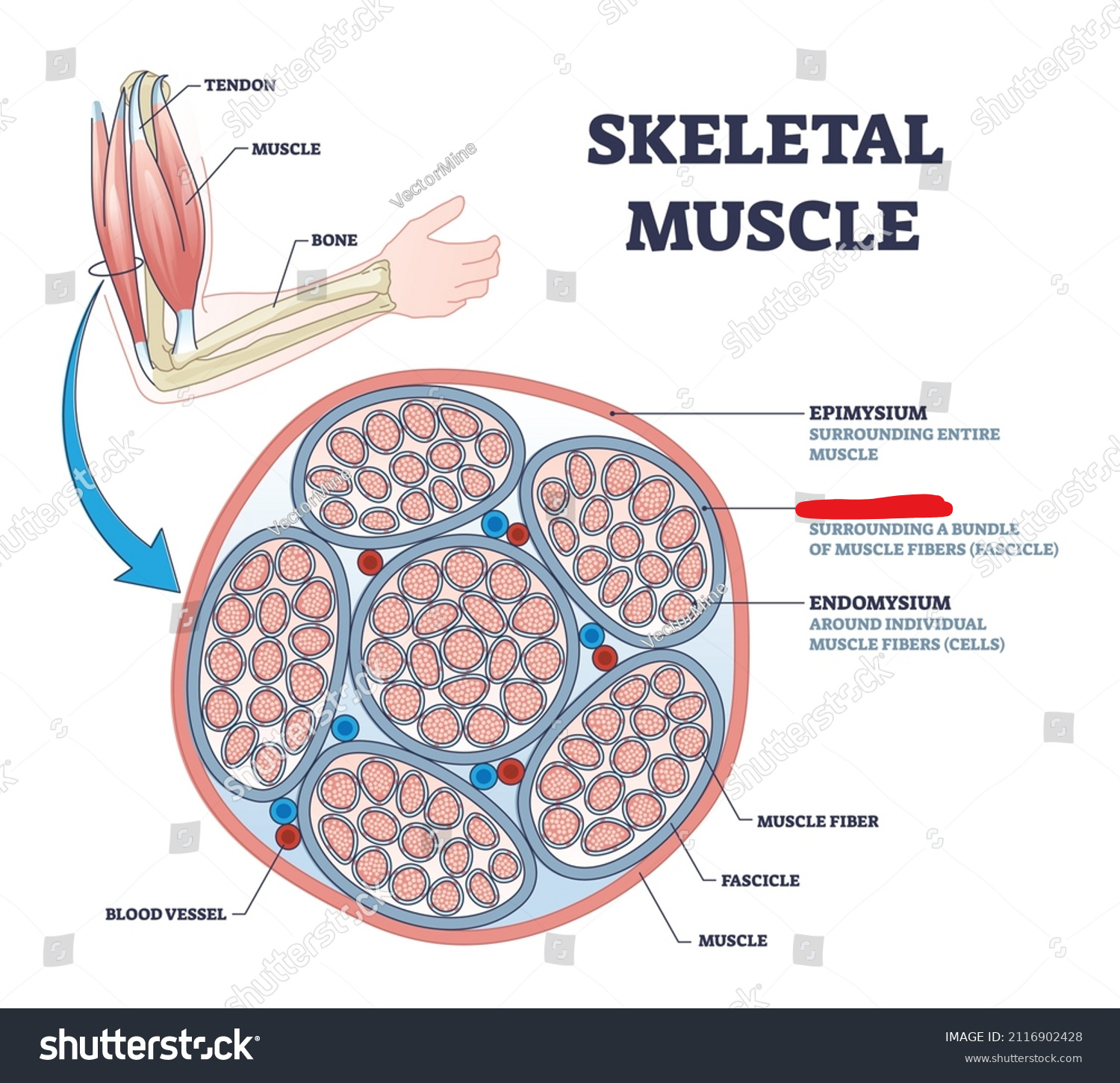 <p><span style="background-color: transparent;"><span>The connective tissue that covers a bundle of muscle fibers</span></span></p>