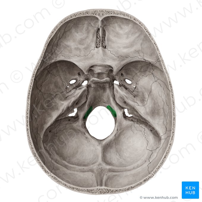 <p>pod <strong>foramen magnum</strong></p><p>průchod <strong><span style="color: yellow">XII. hlavového nervu</span></strong><span style="color: yellow"> (n. hypoglossus)</span></p>