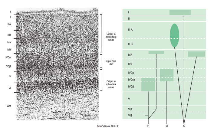 <p><strong>Layer 1</strong> <strong>most superficia</strong>l, few <strong>scattered </strong>neurons </p><p><strong>Layer 2</strong> neurons that<strong> send axons only to the deeper cortical layers </strong></p><p><strong>Layer 3</strong> neurons the <strong>communicate </strong>with both<strong> near and far cortical locations</strong> </p><p><strong>Layer 4 stria of Gennari </strong></p><ul><li><p><strong>subdivided </strong>into strata (<strong>receiving from </strong>either <strong>M or P cells</strong>) </p></li><li><p>Sends axons <strong>to more superficial visual cortex </strong>as well as other visual cortical areas </p></li></ul><p><strong>Layer 5 </strong>sends axons <strong>to</strong> <strong>superior colliculus and brainstem </strong></p><p><strong>Layer 6</strong> send <strong>projections back to the LGN</strong></p>