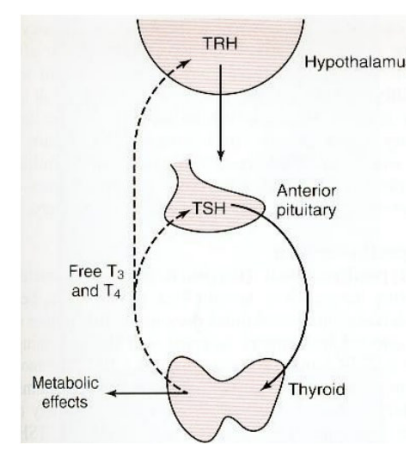 <p>TSH</p>
