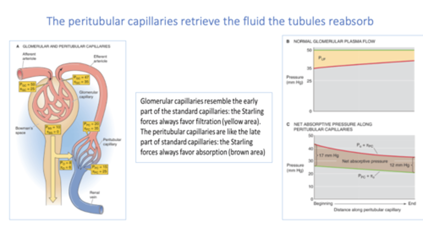 <p>peritubular capillaries</p>