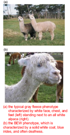 <ul><li><p>Congenital and hereditary disease </p></li><li><p>all-white color prized for valuable fiber </p></li><li><p>BEW alpacas have two blue eyes a solid white coat, and are deaf </p></li><li><p>almost always born to two tuxedo grey parents </p></li><li><p>affected animals fail to move with the herd stand still and do not respond to calls </p></li><li><p>considered a welfare issue </p></li></ul><p>Diagnosis: </p><ul><li><p>genetic testing confirms the condition </p></li></ul><p></p>