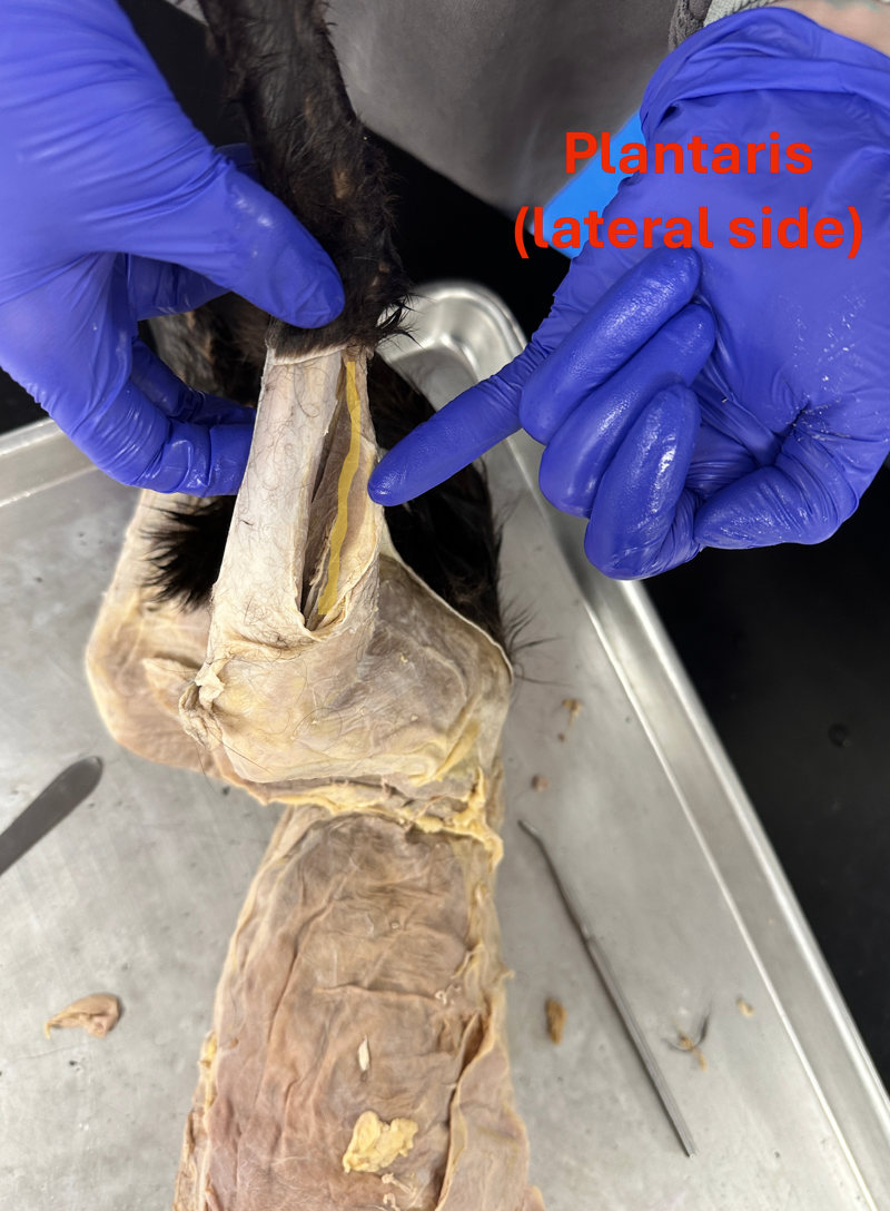 <p>Plantaris (Hindlimb deep muscle)</p>