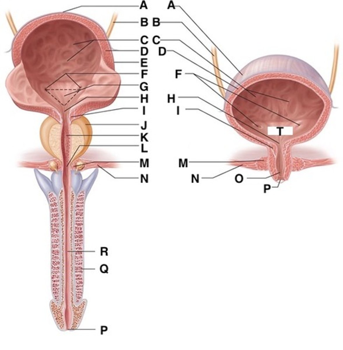 <p>Opening of the urethra to the outside.</p><p>Letter P in picture.</p>