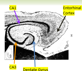 <p>dentate gyrus</p>
