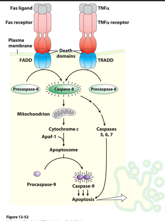 <p>Apoptosis poristive controkls</p>