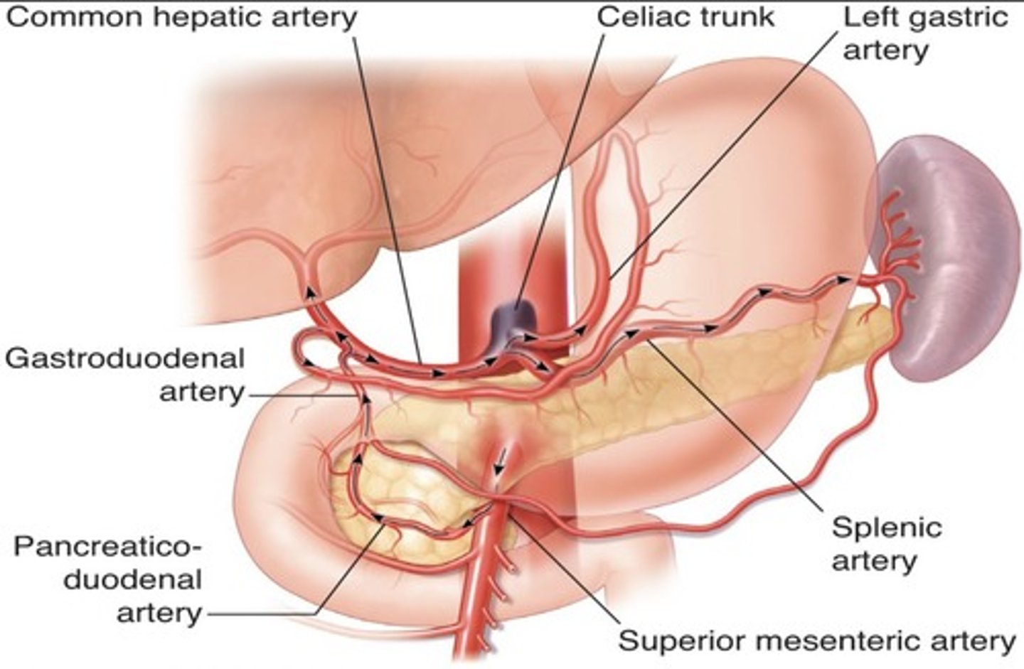 <p>Results in SMA collaterals diverting blood through gastroduodenal artery toward the liver and spleen</p>