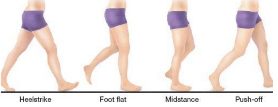 <p>60% of normal cycle = Foot strike, foot flat, mid-stance, toe off</p>